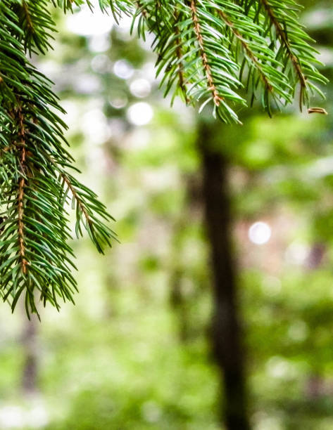 istock Close up of spruce branch. 1094120964