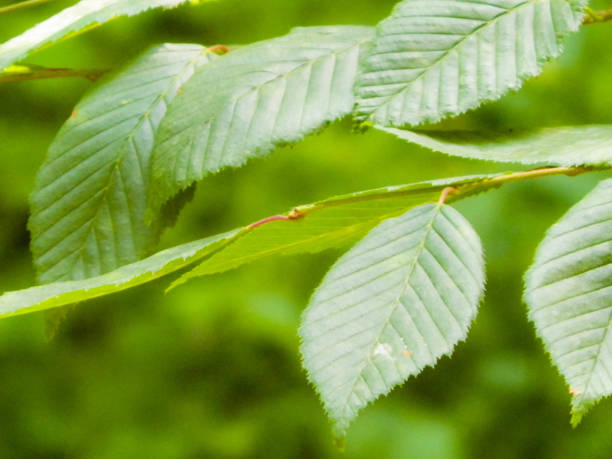 istock Close up of beech leaves. 1094121032