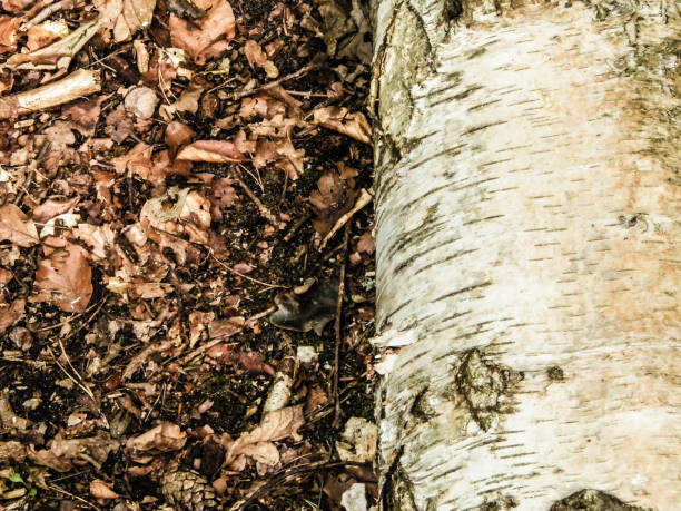 istock Forest nature - a cut birch as a nature background 1094121096