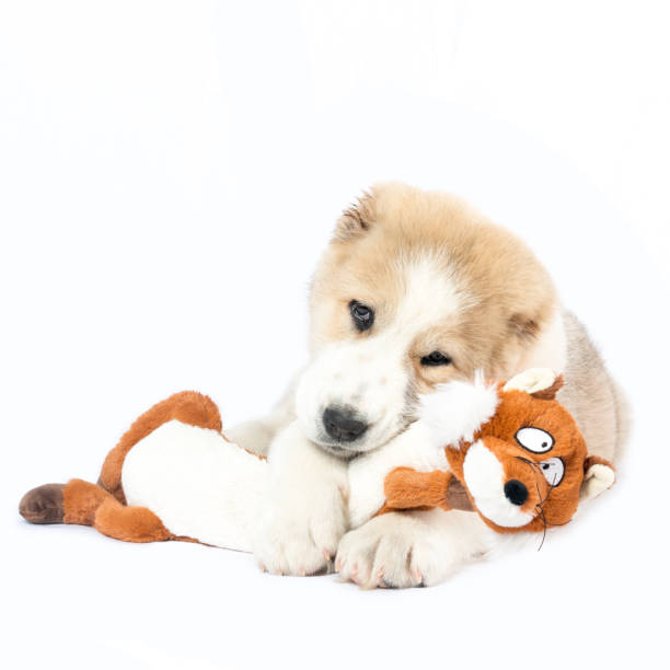 istock Central Asian Shepherd Dog alabai with toy 1094122042
