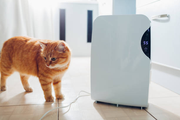 istock Dehumidifier with touch panel, humidity indicator, uv lamp, air ionizer, water container works at home. Air dryer 1094124534