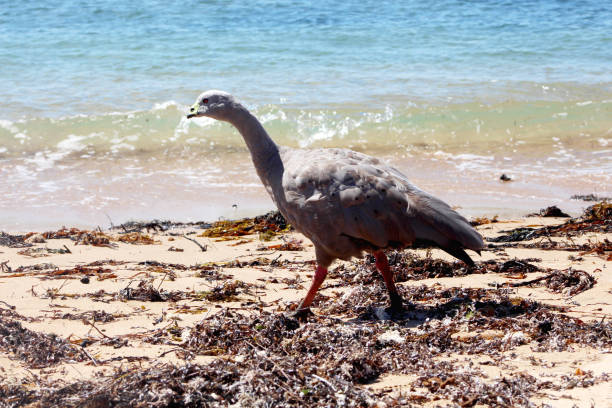 Cape barren goose (Cereopsis novaehollandiae) walking on a Shelley Beach on Phillip Island, Victoria, Australia.\