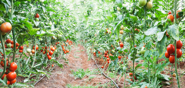 production de plants de tomate et les tomates en serre - greenhouse industry tomato agriculture photos et images de collection