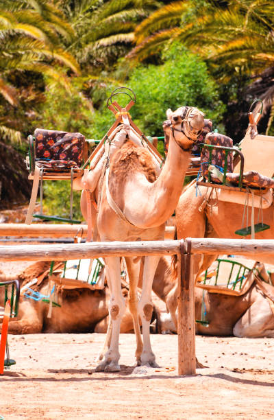 istock Camel in the Desert 1094131824