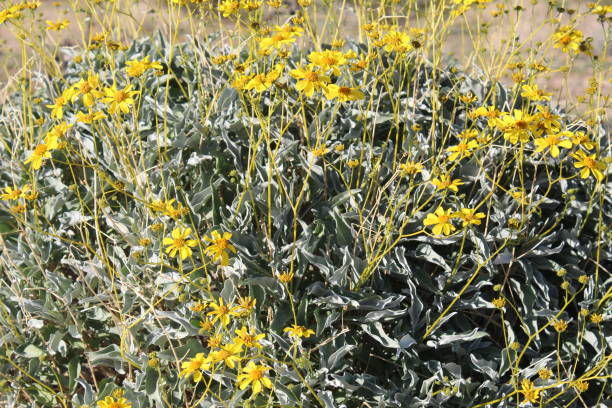 encelia farinosa - incienso joshua tree national park - cottonwood entrada - 120518 a - brittlebush fotografías e imágenes de stock