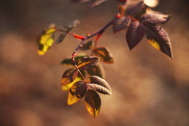 istock The branch of wild rose 1094135746