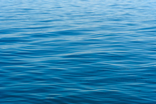 istock Sea water with small fish background 1094136198