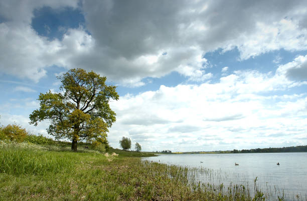 Summer blue sky with an oak tree at the side of a lake in England