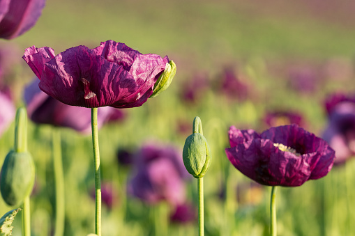 Purple poppy in the bloom in detail on the field in the spring