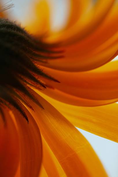 istock romantic orange flower decoration in the garden 1094144028