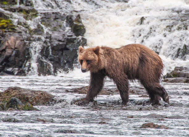 Adolescent Grizzly Bear, Inner Passage, Alaska stock photo