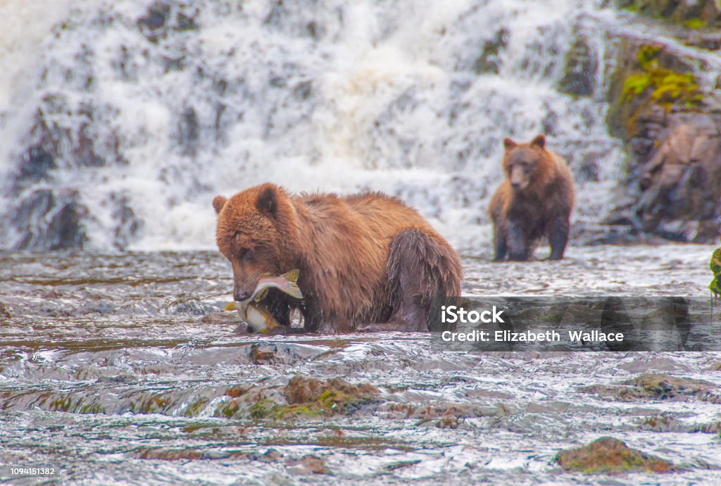 Young Grizzly Catching Salmon in Alaska Adolescent Grizzly catching salmon along the Inland Passage, Alaska Animal Stock Photo