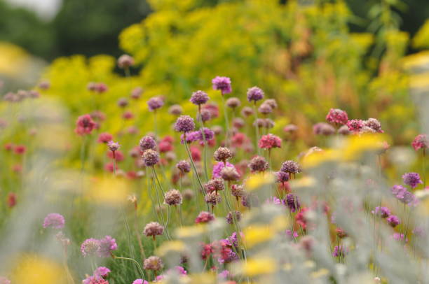 Yellow flowering Santolina and pink flowering chive-like plants Yellow flowering Santolina in Summer in foreground with pink chive-like plants as the focus point, Rock Garden at Royal Botanical Gardens, Kew kew gardens stock pictures, royalty-free photos & images