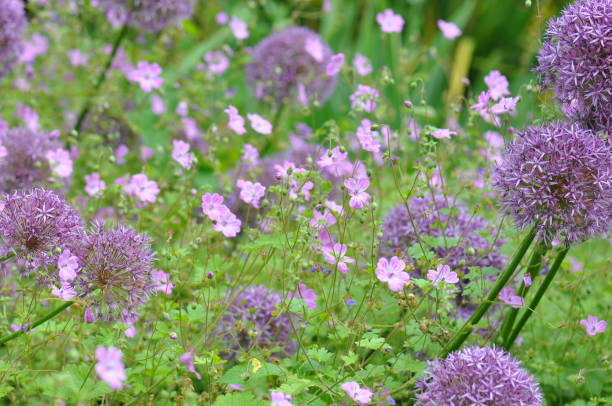 Alliums and Geraniums Purple allium flower heads intermingled with pink flowering geraniums in Summer at Royal Botanical Gardens Kew kew gardens spring stock pictures, royalty-free photos & images