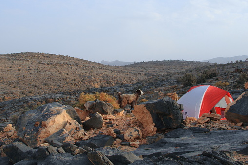 Camping Tent at early morning with local goat close to it at Jebel Shams of Oman.