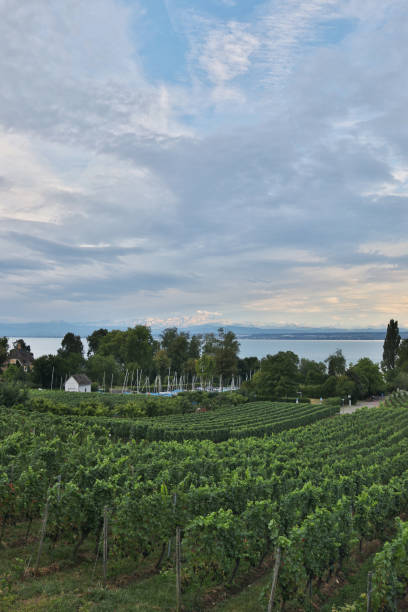 istock Vineyard of the Bodensee lake 1094157916