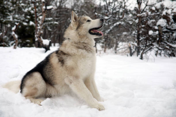 Dog Alaskan Malamute is sitting in the snow in winter forest. Dog Alaskan Malamute is sitting in the snow for a walk in winter forest. malamute stock pictures, royalty-free photos & images