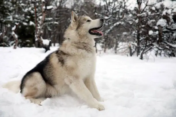 Dog Alaskan Malamute is sitting in the snow for a walk in winter forest.
