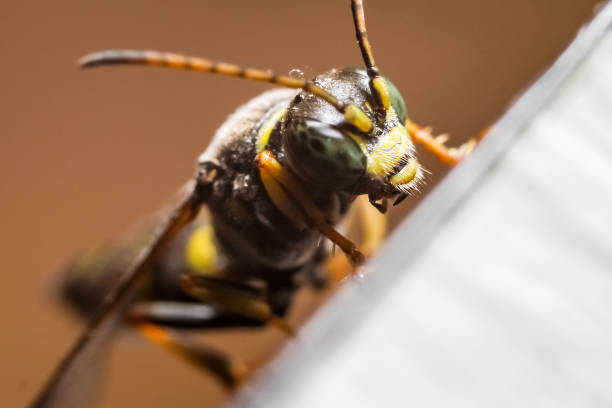 istock Macro photography of insect 1094157992