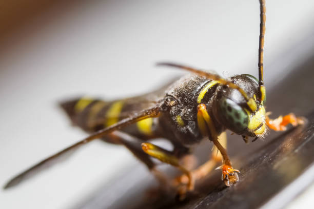 istock Macro photography of insect 1094157994