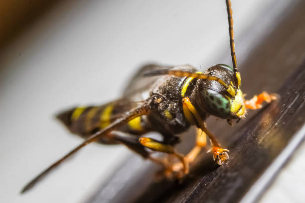 istock Macro photography of insect 1094158002
