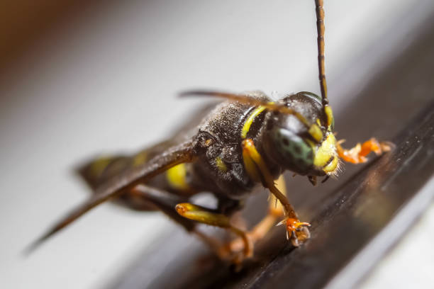 istock Macro photography of insect 1094158014