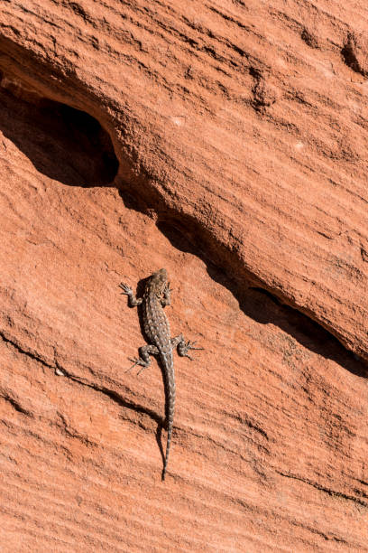 lizard, climbing, red rock