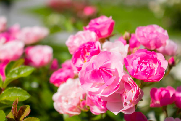 istock Pink floribunda rose 1094158430