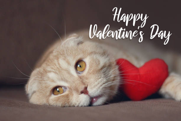 istock Happy Valentine’s Day card. Cute scottishfold cat with red heart 1094162240