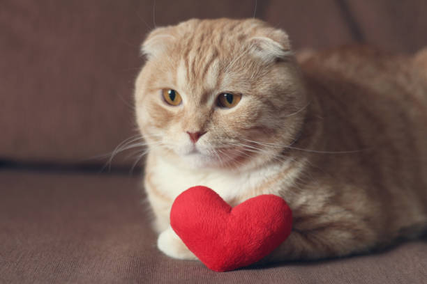 istock Red scottishfold cat and plush red heart 1094163208