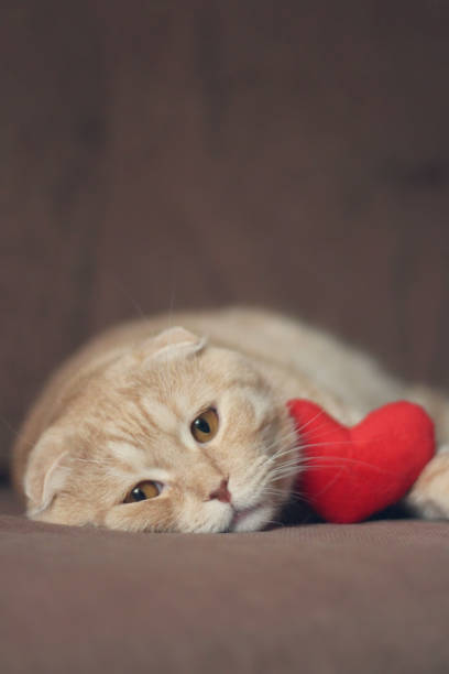 istock Red scottishfold cat and plush red heart 1094163662