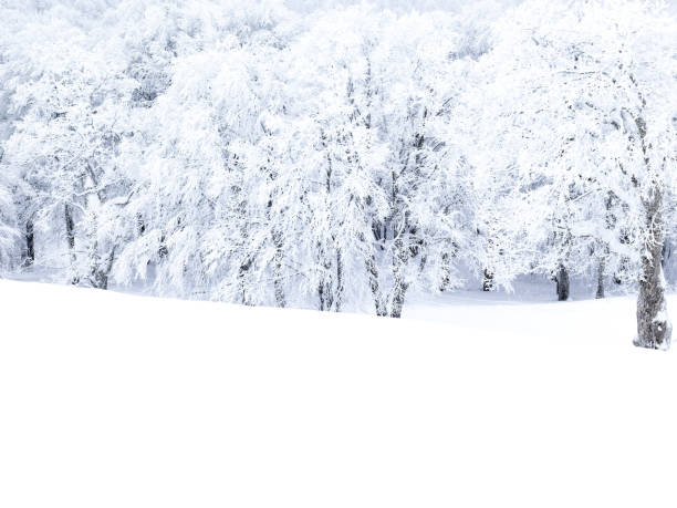 istock Tree Forest Covered by Snow in Winter Landscape 1094165920