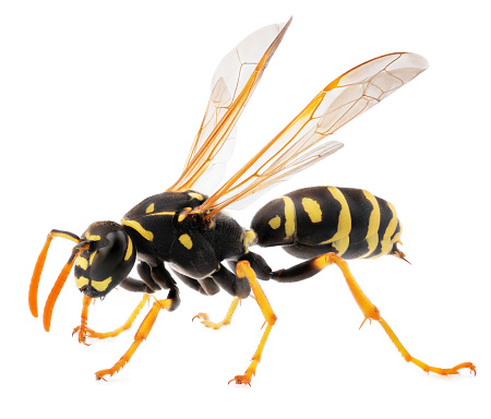insects of europe: side view of single european - german wasp ( Vespula germanica ) isolated on white background - alive