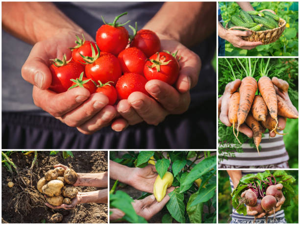Collage vegetables. Garden. Food bio. selective focus.
