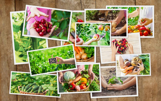 istock Collage vegetables. Garden. Food bio. selective focus. 1094171602