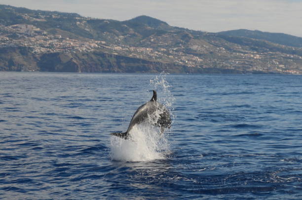 istock Jumping dolphin off the coast of Madeira 1094171612