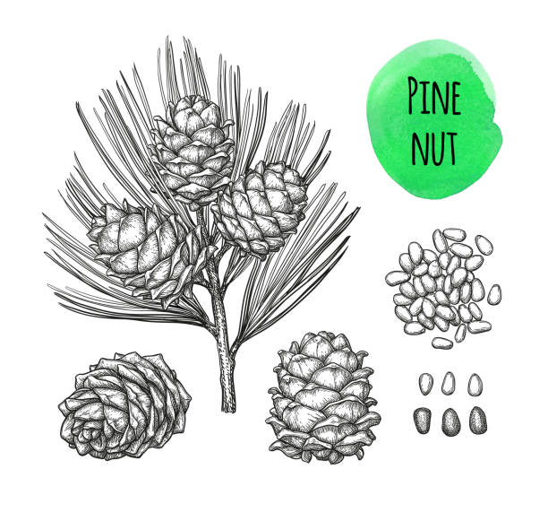 ilustrações, clipart, desenhos animados e ícones de esboço de tinta do pinhão. - pine nut nut seed vegan food