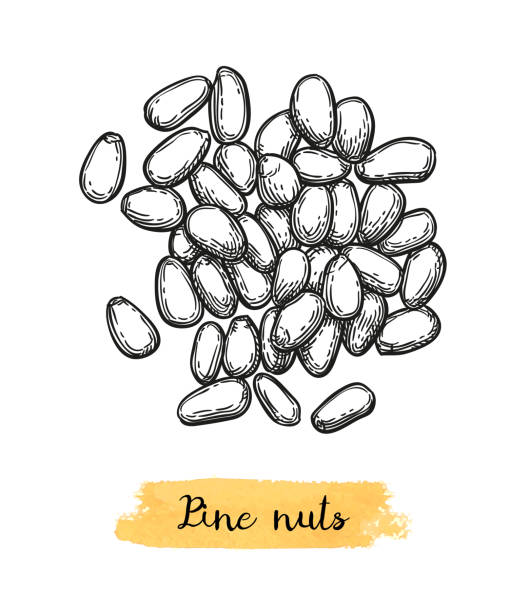 ilustrações, clipart, desenhos animados e ícones de esboço de tinta do pinhão. - pine nut nut seed vegan food
