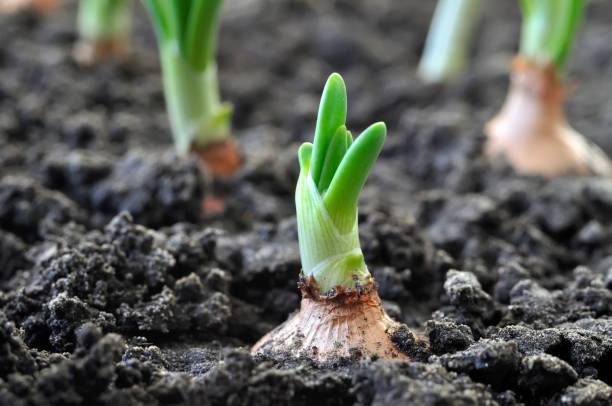 istock close-up of growing green onion 1094182916