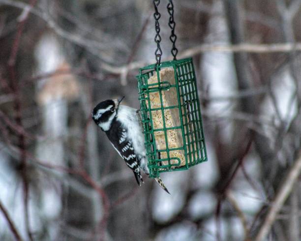 istock Bird Eating Food 1094185310