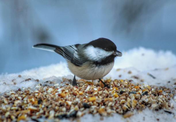 istock Bird Eating Food 1094185316