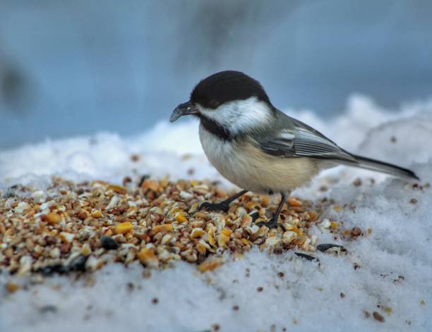 istock Bird Eating Food 1094185320