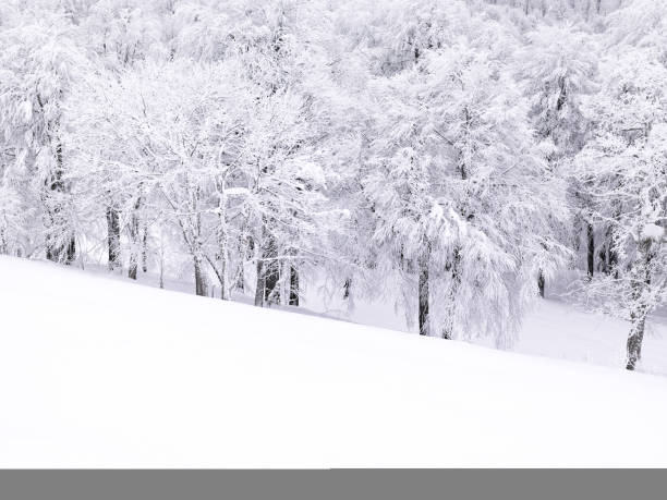 pine tree forest in winter, square frame
