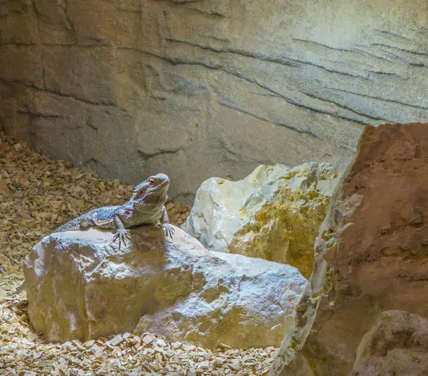 Photo of central bearded dragon lizard standing on a rock, popular reptile pet from Australia