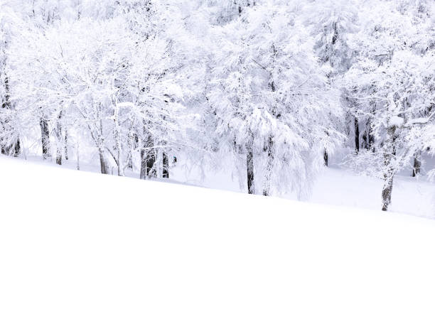 istock Tree Forest Covered by Snow in Winter Landscape 1094190462