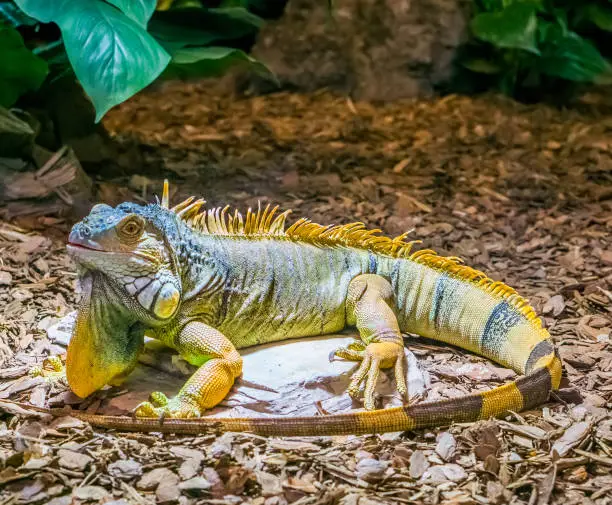 Photo of colorful iguana with banded tail and a beard, yellow brown orange colors, popular tropical pet from America, beautiful closeup portrait