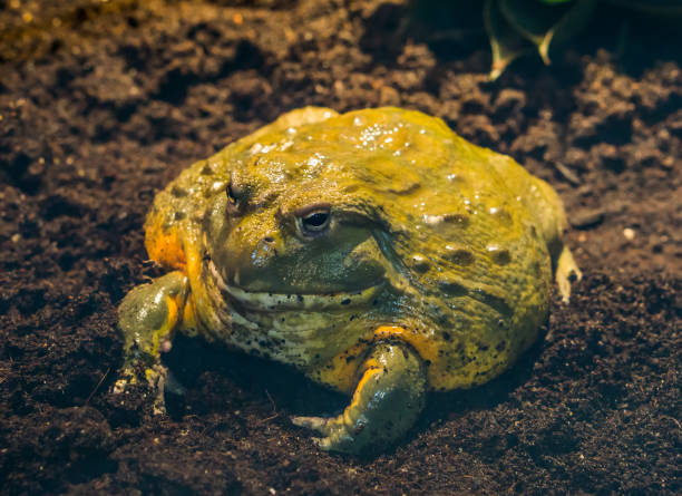 closeup of a african bullfrog, tropical big amphibian from africa closeup of a african bullfrog, tropical big amphibian from africa giant frog stock pictures, royalty-free photos & images