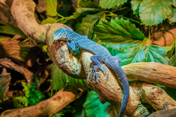 closeup of a blue spotted tree monitor on a branch, endangered lizard from the island of Batanta in Indonesia closeup of a blue spotted tree monitor on a branch, endangered lizard from the island of Batanta in Indonesia monitor lizard stock pictures, royalty-free photos & images