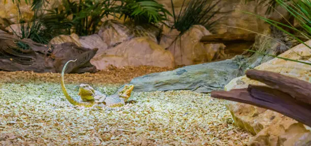 Photo of two central bearded dragon lizards laying on top of each other, reptile bonding, reptiles from australia