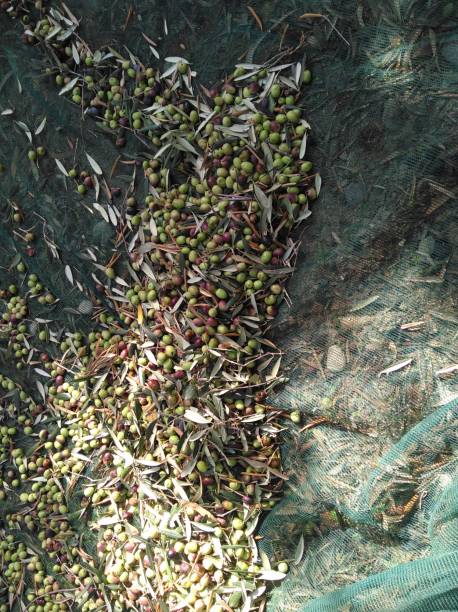 istock The beautiful Olive in farmland 1094196086